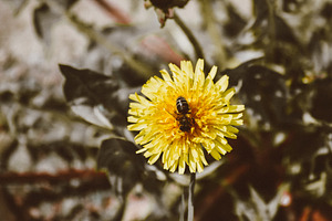 Bee in flower featuring nature, bee, and pollen