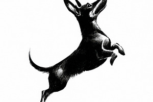 Joyful dachshund jumping mid-air illustrated in black ink sketch, an Animal Photo by José Manuel Gelpi