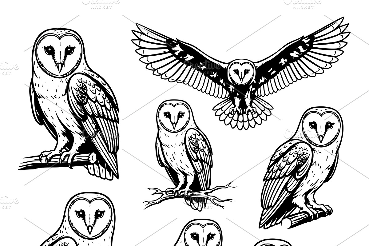 Set of detailed barn owl. Birds., an Animal Illustration by yod67