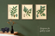 25 Medicinal Botany Prints, a Decorative Illustration by The Object Atlas (Thumbnail 6 of 6)