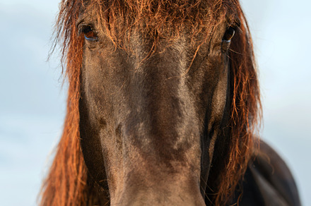 portrait of a horse looking straight, an Animal Photo by Perpis