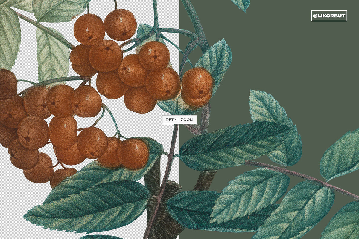 Vintage Botanical Illustrations 2, a Decorative Illustration by likorbut (Photo 8 of 9)