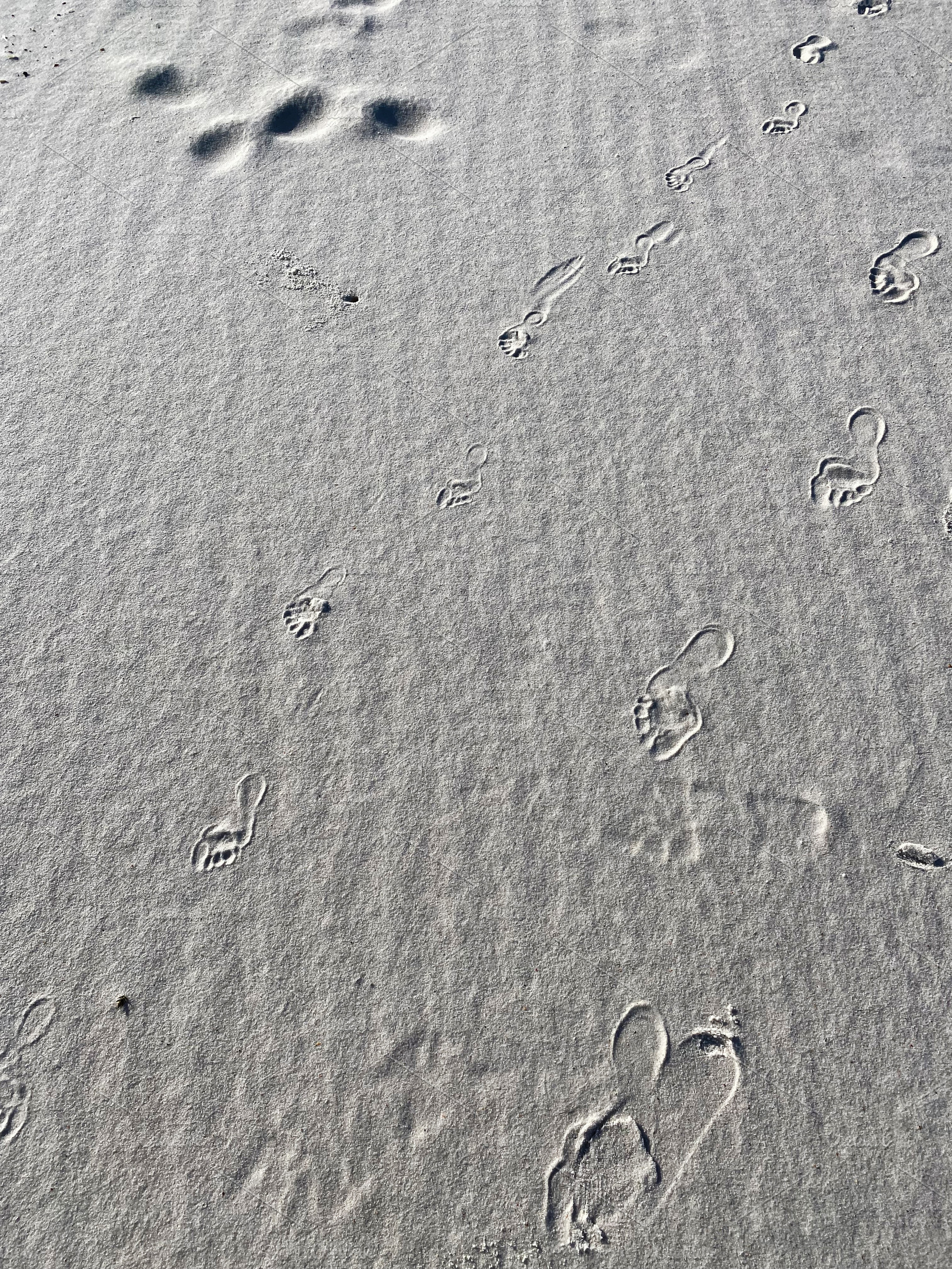 Footprints trail across a sandy Florida Pensacola beach, showing calm wind patt, a Nature Photo by AS photostudio