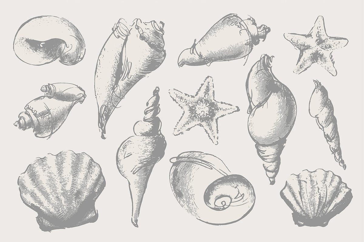 Vintage shell, an Illustration by Siosay (Photo 3 of 8)