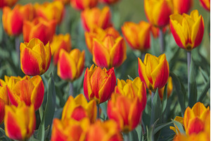 Bicolored red and yellow tulips in