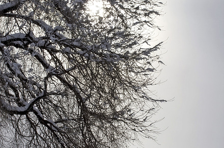 Urban Trees Background preview 6