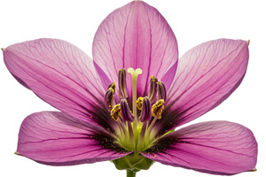Isolated close-up of a pink flower w, a Nature Photo by professorinc
