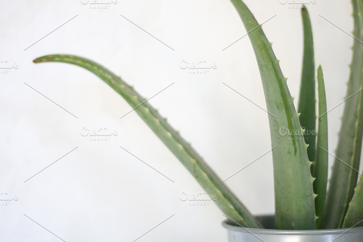 Living with Plants Photo Bundle, a Nature Photo by Wellness Stock Market (Photo 10 of 11)