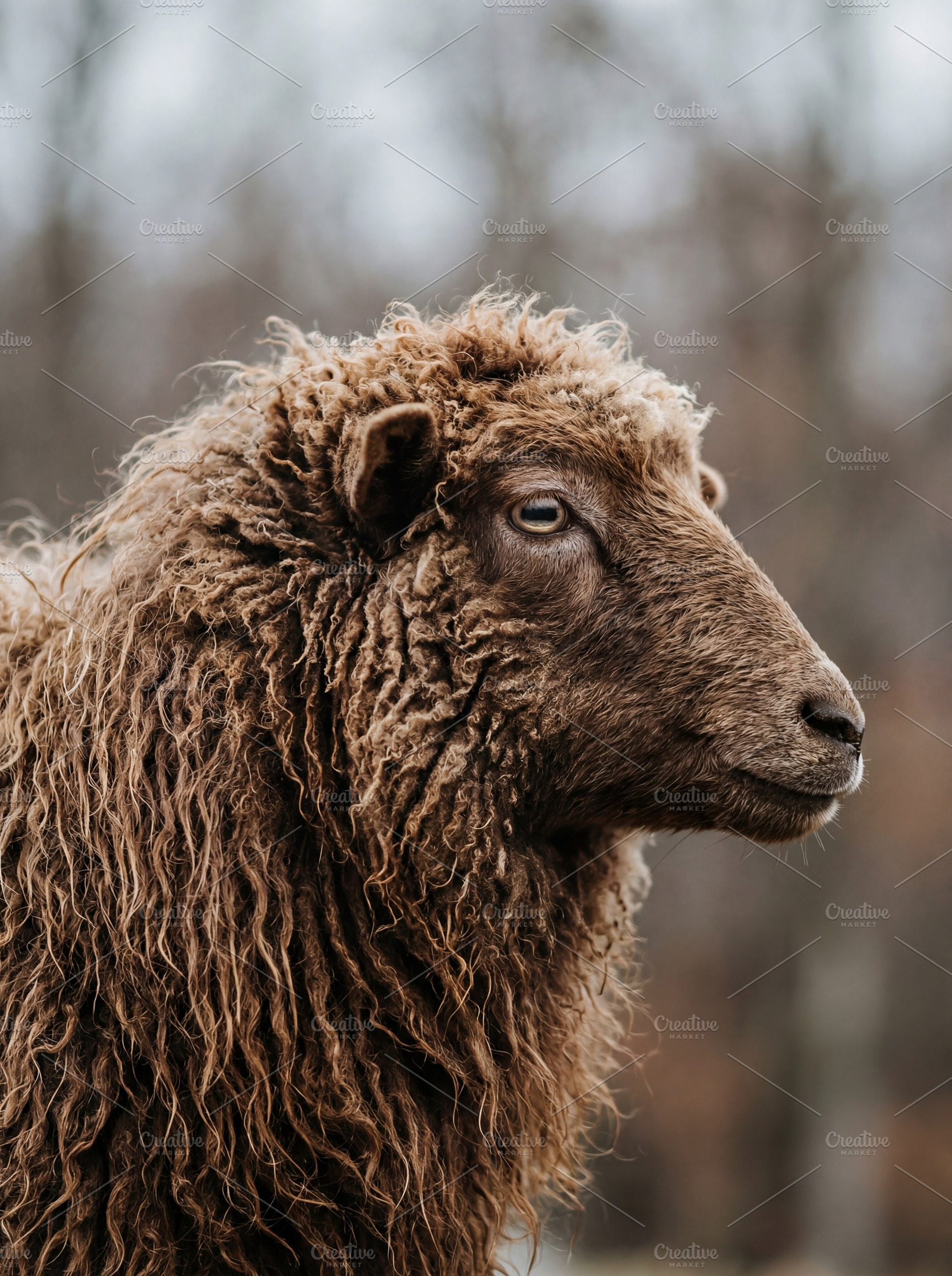Close-up Profile of a Brown Sheep, an Animal Photo by Virgo Studio