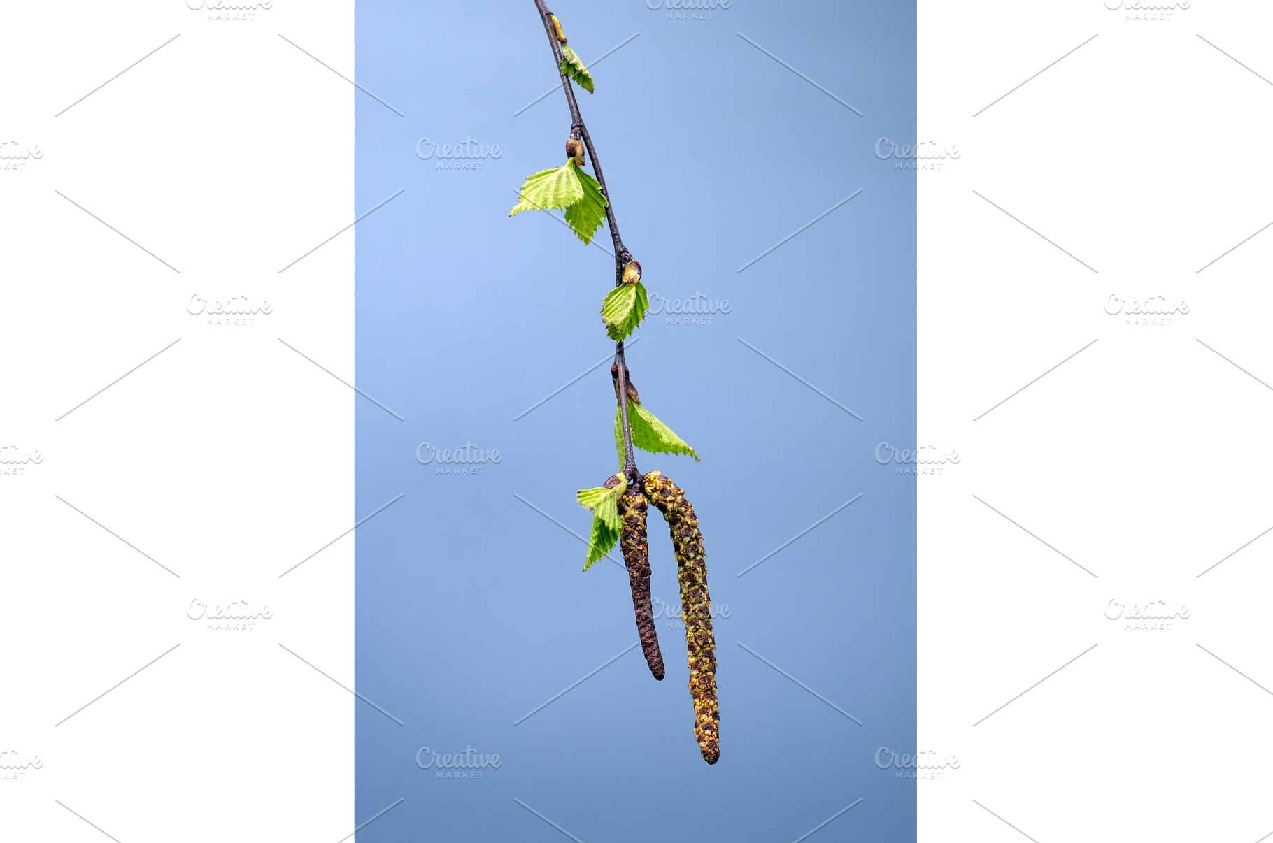 Detailed image of a birch branch, a Nature Photo by Rohan Photography