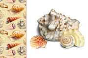 Sea shells, a Texture Illustration by Sundra (Thumbnail 2 of 5)