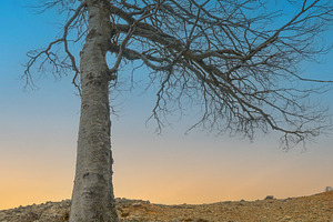Big tree in hill with roots at sunset, a Nature Photo by Vapi