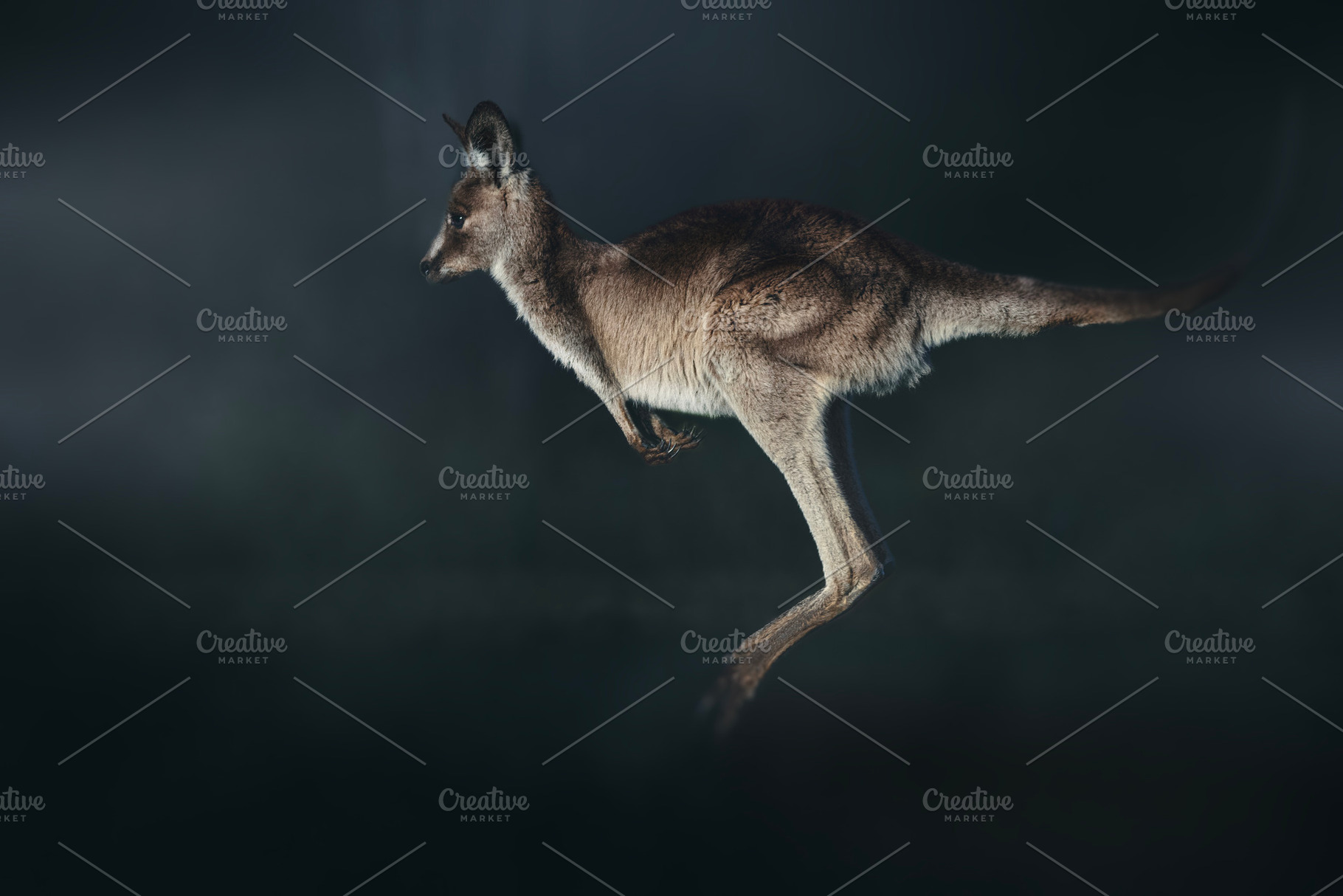 Young Eastern Grey Kangaroo Jumping, an Animal Photo by Rob D Animal Photography