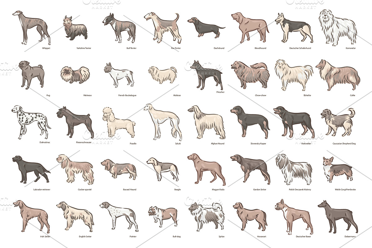 Dog breeds illustrations set, an Animal Illustration by Artha Design Studio
