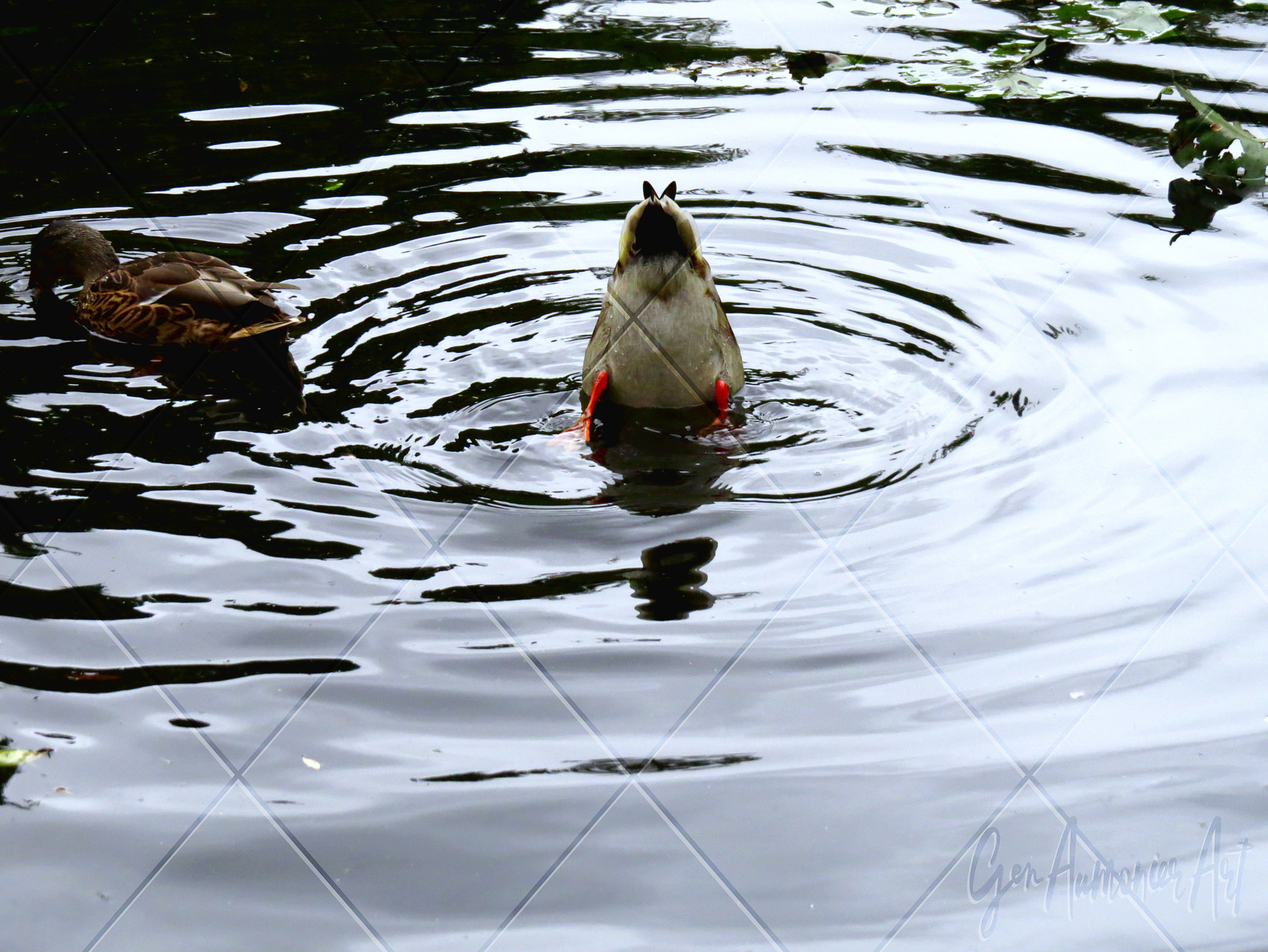 Bobbing Duck Ripple Photograph, an Animal Photo by Gen Aumonier