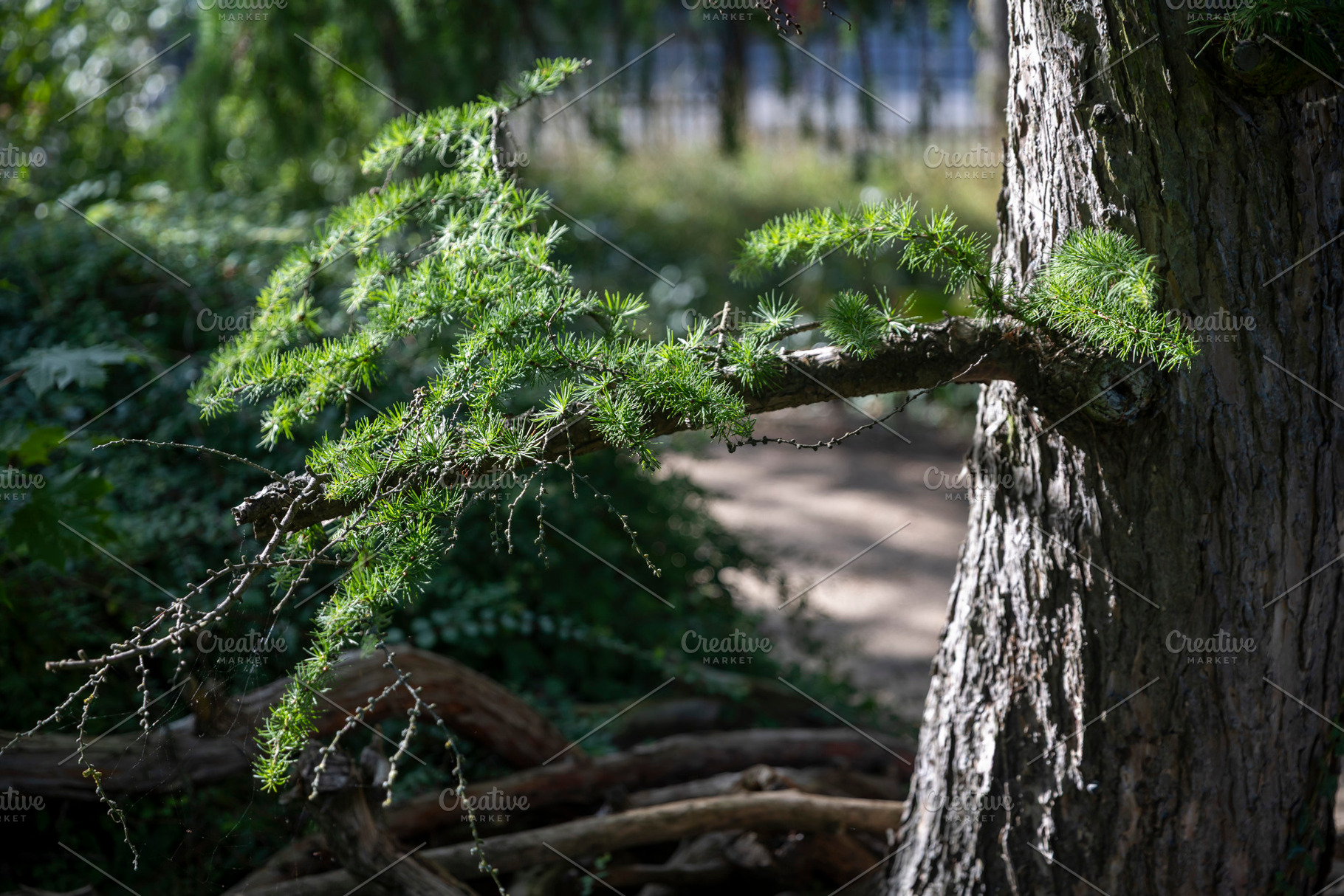 Horizontal branch of a larch tree covered in green needle cluste, a Nature Photo by Imaginarium