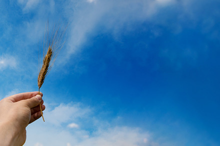 spikelet of wheat in hand panoramic, a Nature Photo by Ales Munt
