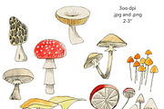 Mighty Mushrooms Watercolor Clip Art, an Illustration by MyNatureGraphics (Thumbnail 2 of 3)