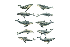 Marine whale watercolor vector set, an Animal Illustration by Valerie Bodnar