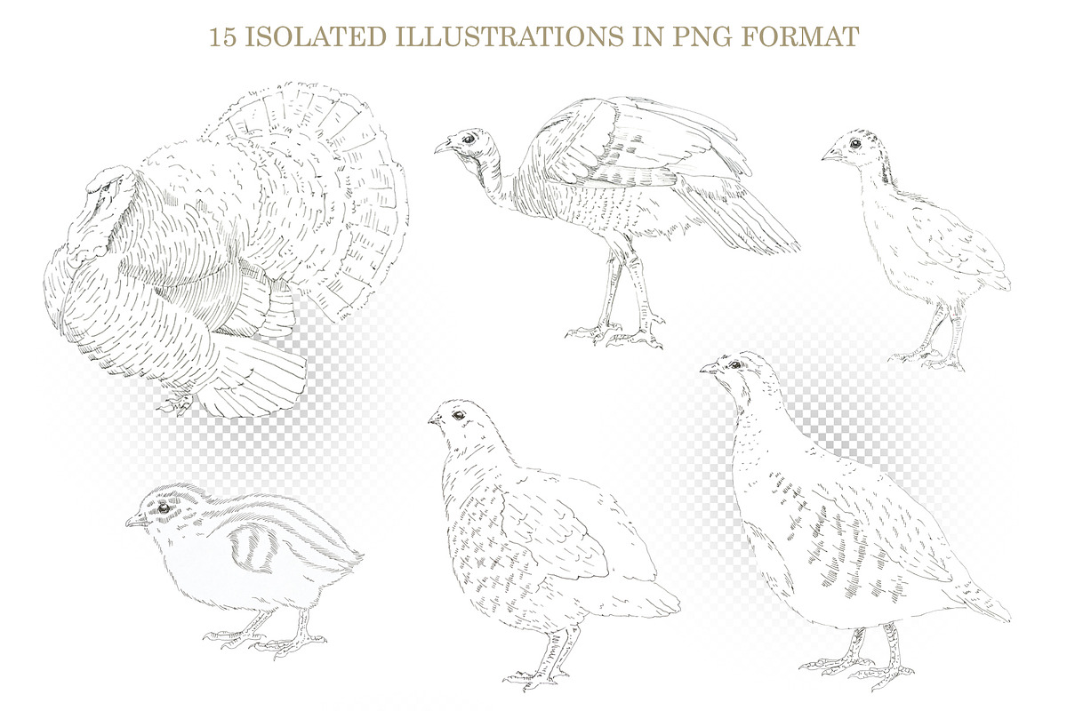 Graphic Farm Birds, an Object Graphic by Budogoshch (Photo 3 of 4)