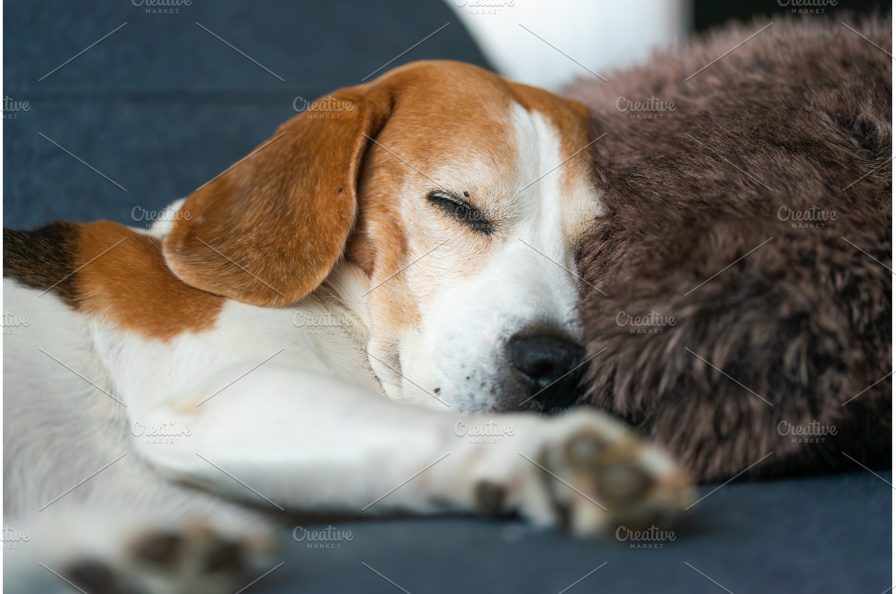 Close Up Profile of Beagle Dog, an Animal Photo by MadPhotos