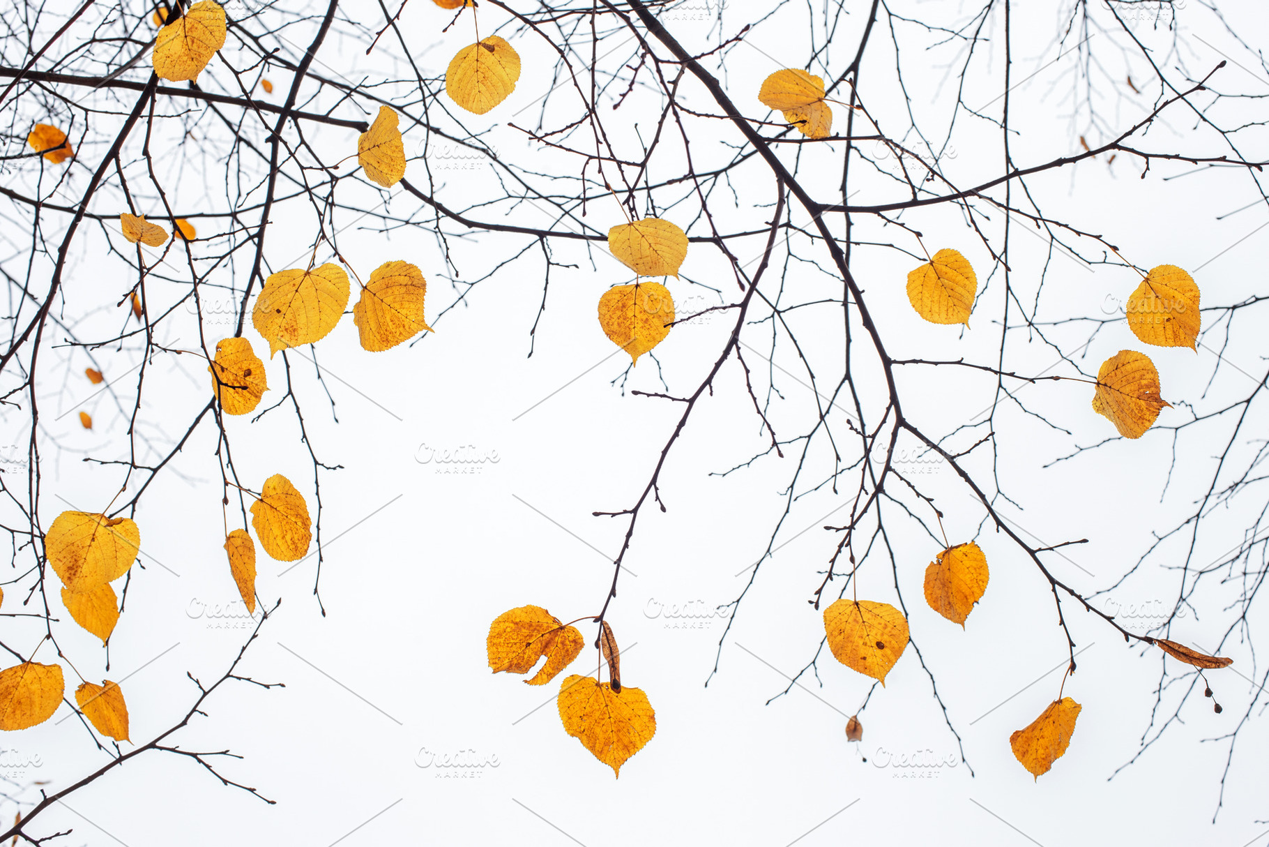 Yellow last leaves on the branches o featuring leaf, yellow, and autumn, a Nature Photo by UltraShop