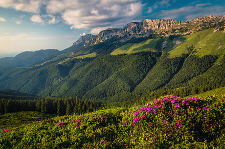 Blooming rhododendron bushes, a Nature Photo by Alpine Dreams