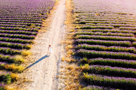 Purple Lavender Fields. Summer sunset landscape in Brihuega, a Nature Photo by Architect´s eye