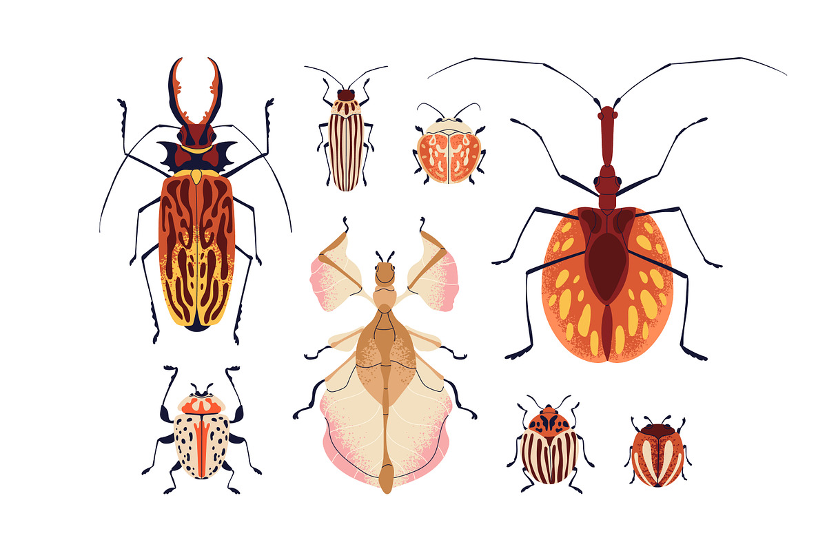Summer bugs, insects. Beetles set, an Animal Illustration by Good Studio