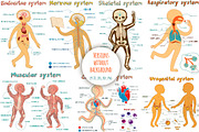 Human Anatomy for kids, an Education Illustration by Shusha Guna Art (Thumbnail 7 of 9)