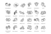 Nuts and Berries icons, a Food Illustration by Tettygreen (Thumbnail 2 of 3)