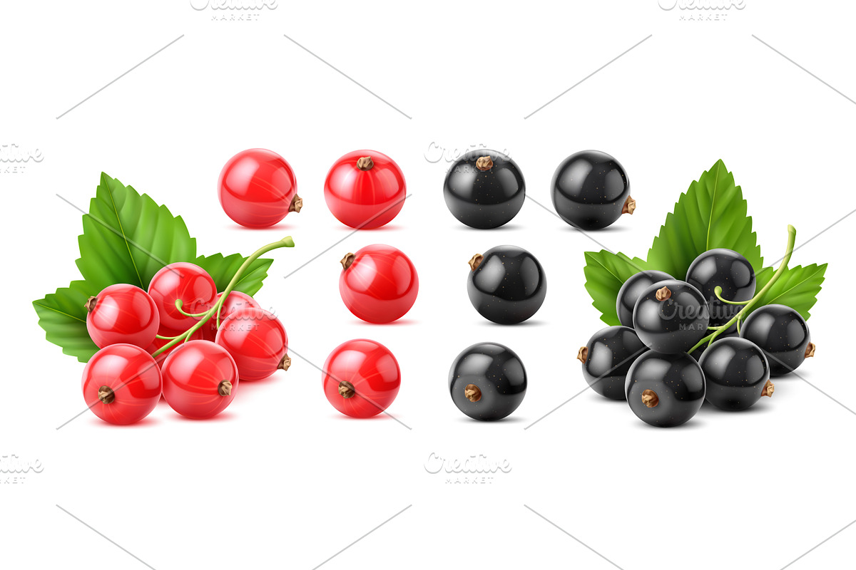 Realistic red black currant berry, a Food Illustration by Buch&Bee