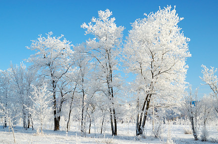Winter Trees Containing Branch Frost And Frozen preview 5