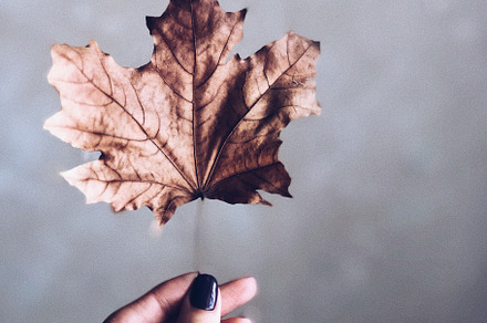 Dry autumn maple leaf