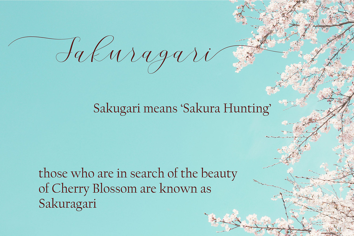 Cherry Blossom, a Script Font by Funtype (Photo 7 of 9)