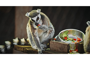 A curious lemur munching on fresh, an Animal Photo by Our Amazing World