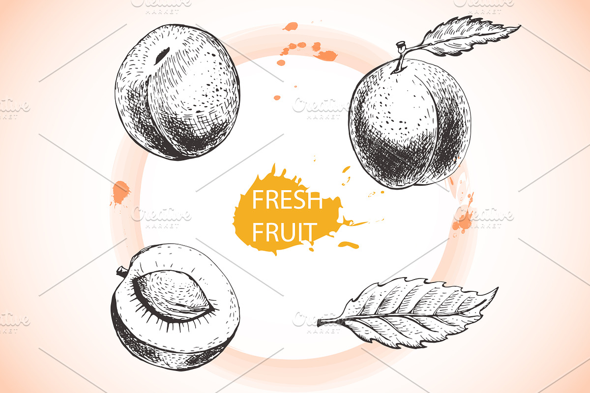 Peach sketch, a Food Illustration by El Design
