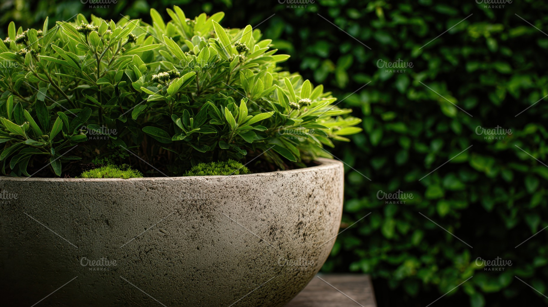 Green plants in a round pot on wood, a Photo by Beautiful things