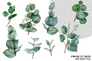 Watercolor eucalyptus leaves clipart, an Illustration by yana.fefelova (Thumbnail 2 of 5)