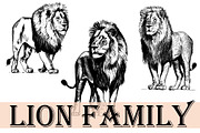 LION FAMILY set, an Animal Illustration by IPVector (Thumbnail 3 of 13)