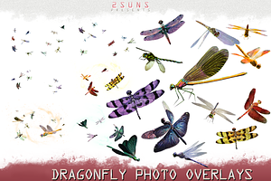 Dragonfly Overlay Photoshop