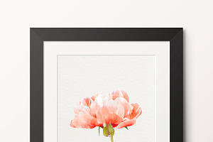 Watercolor Flowers - Peonies