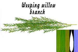 Weeping Willow Branch