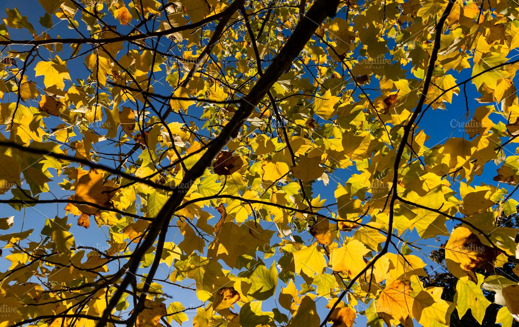 a tulip tree with yellowed foliage during leaf fall, view from below, a Photo by rsoollAI