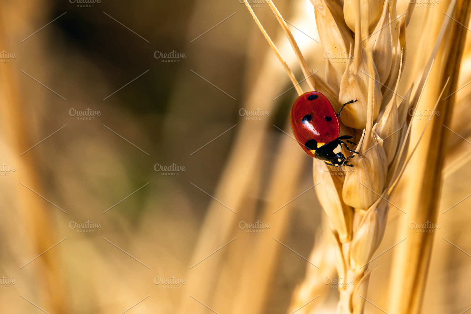 Close-up of a red ladybug crawling on a golden wheat ear, symbol, an Animal Photo by Ales Munt