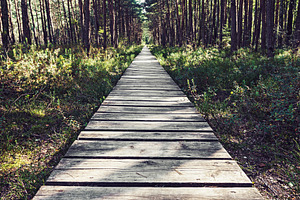 Empty wooden pathway in the woods, a Nature Photo by BOOCYS