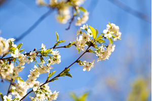 Blooming White Cherry Tree Branches