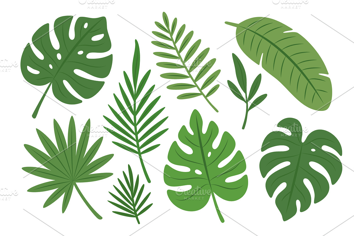 Tropical leaves set. Monstera, palm, an Illustration by GraphiShop