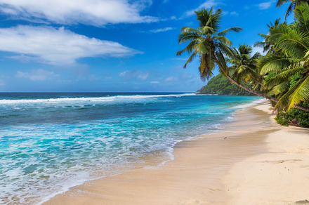 Palm trees on tropical beach featuring beach, palm, and sea, a Nature Photo by Lucky Photographer