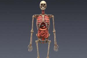 Animated Internal Organs, Skeleton